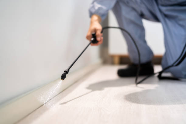 Licensed Wasp Removal service in Evanston, IL - Show Me Pest Control